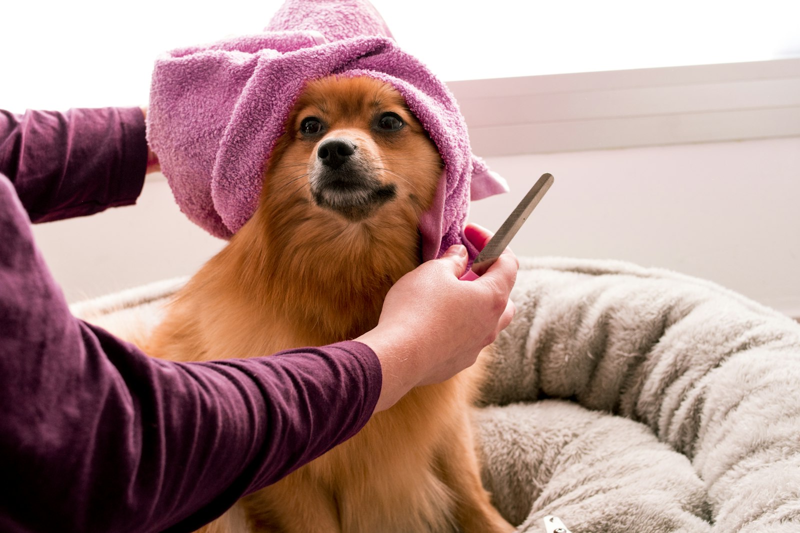A pomeranian being dried in a pink towel