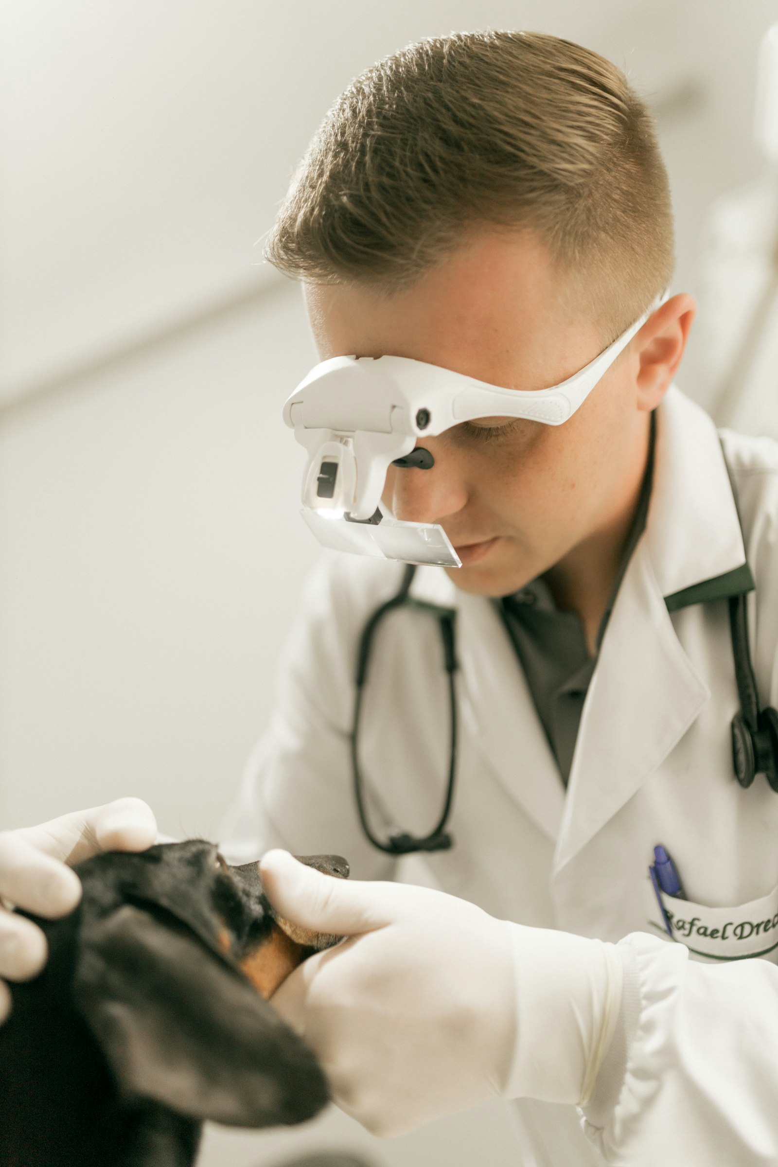 A veterinarian examining a dachshund's teeth