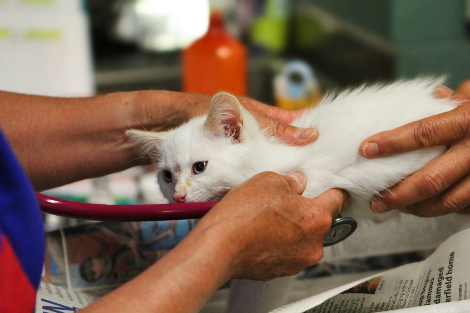 A white kitten being examined with a stethoscope