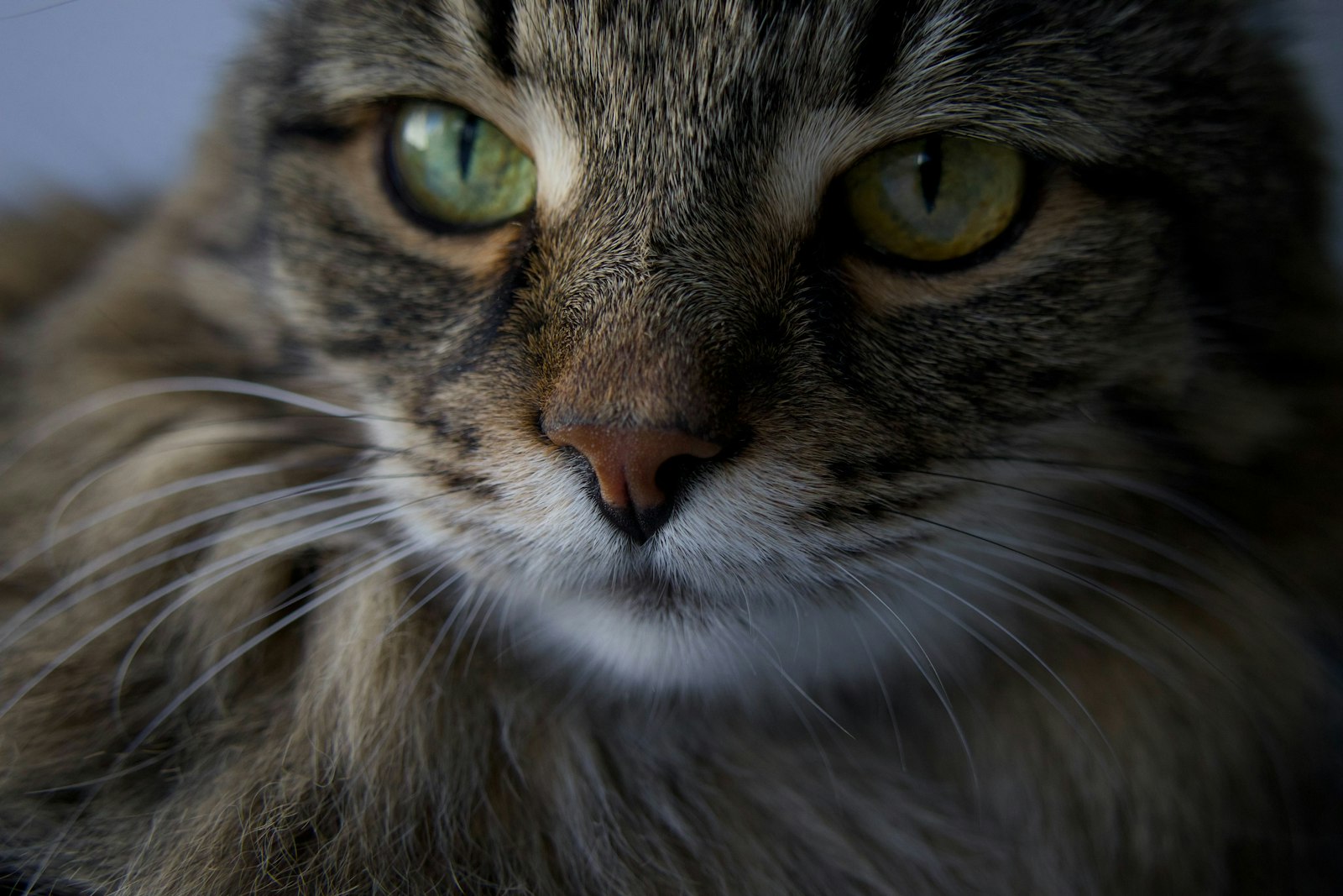 A close-up of a tabby cat with green eyes