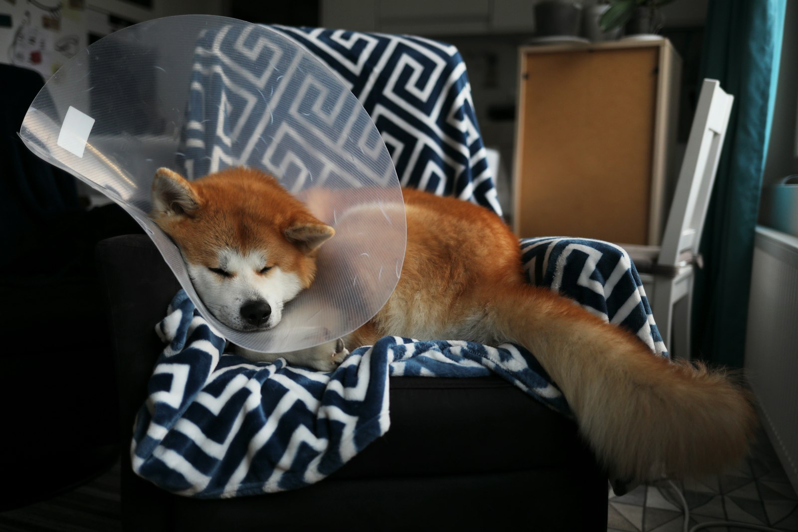A dog resting in a recovery cone